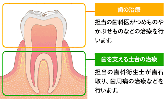 歯の治療と歯を支える土台の治療
